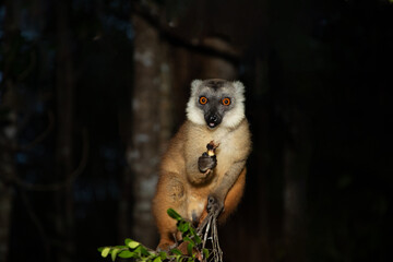 Lemur mischiefs on veranda bungalow and waits for food