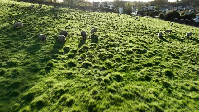 White sheep graze on a green meadow in the early morning sunshine in 4k