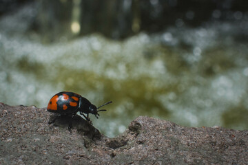 Little ladybug insect crossing the river