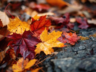 Naklejka na ściany i meble Vibrant Autumn Foliage: Colorful Leaves Scattered on the Ground