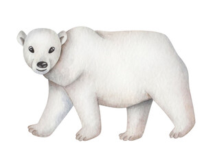 Watercolor illustration. Hand painted polar bear. Arctic North Pole animal. Mammal predator animal. White bear. Isolated cartoon clip art for banners, posters