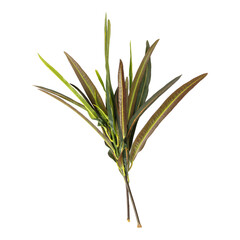 Codiaeum variegatum leaves branch isolated on transparent background	