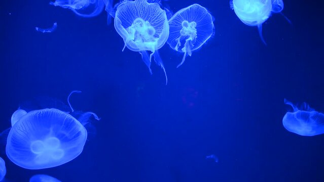 Jelly fish on blue background floating slowly