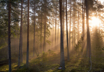 Foggy forest in Sweden