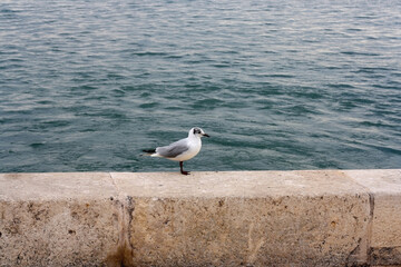 Fototapeta na wymiar Seagull standing on the rock by the sea. Selective focus.