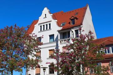 Bristly locust municipal tree in Germany