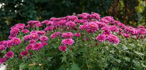Obraz premium Beautiful chrysanthemum bushes yellow, red, white, pink, red colors