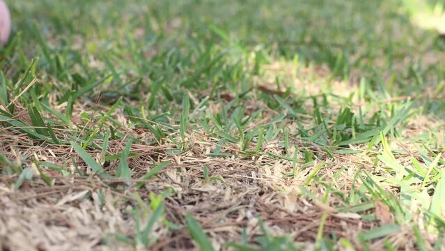 Easter Egg Hunt. Hand takes Easter eggs from grass. Child collects Easter eggs in the garden. Easter holiday tradition. Spring religious holiday.
