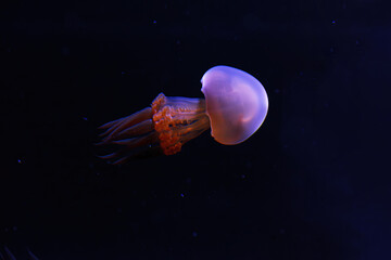 underwater photography of beautiful flame jellyfish rhopilema esculentum
