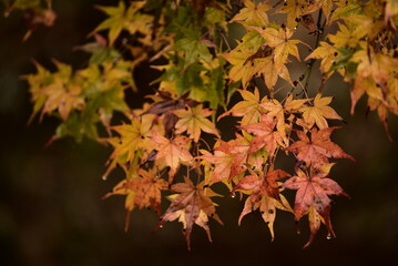 奈良県の桜井市にある談山神社の紅葉