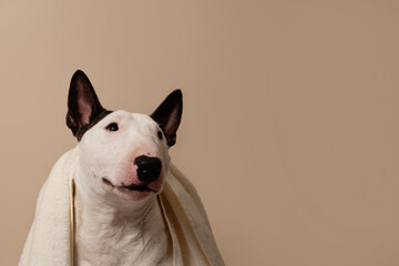 The dog is sitting on a beige background with a towel. Bull Terrier with a towel takes a bath or a beauty treatment. Dog spa relax. Place for text - 730133193