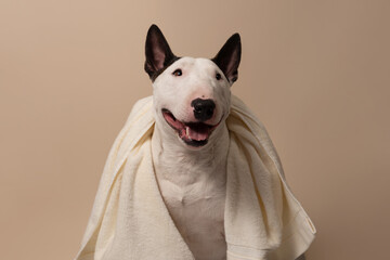 The dog is sitting on a beige background with a towel. Bull Terrier with a towel takes a bath or a beauty treatment. Dog spa relax. Place for text - 730134393