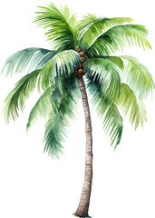 Fototapeta premium Coconut palm tree watercolor painting isolated on transparent background.
