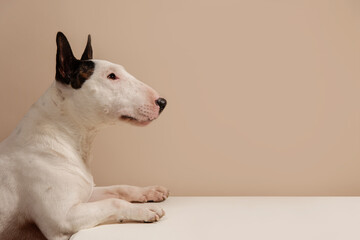White Bull Terrier dog climbs up on white table and looking forward and waiting, area for copy space in kitchen. Dog among beige background. Place for text