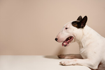 White Bull Terrier dog climbs up on white table and looking forward and waiting, area for copy space in kitchen. Dog among beige background. Place for text - 730134532