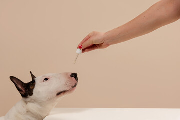 Dog Taking CBD Hemp Oil Tincture. Woman giving tincture drops to Bull Terrier to calm down dog. Dog takes his medicine on beige background, closeup. - 730134580