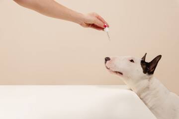 Dog Taking CBD Hemp Oil Tincture. Woman giving tincture drops to Bull Terrier to calm down dog. Dog takes his medicine on beige background, closeup.
