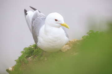Graceful Seagull Rests Amidst the Misty Greens