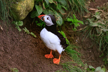 A Puffin’s Haven: Guarding the Nest Amidst Greenery
