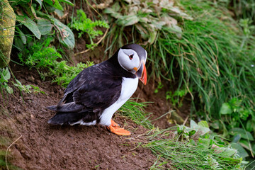 A Puffin’s Haven: Guarding the Nest Amidst Greenery