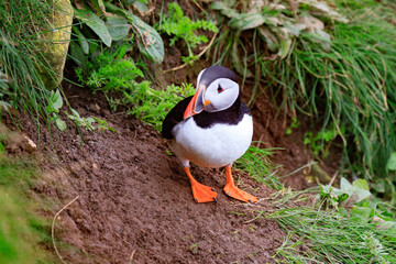 A Puffin’s Haven: Guarding the Nest Amidst Greenery