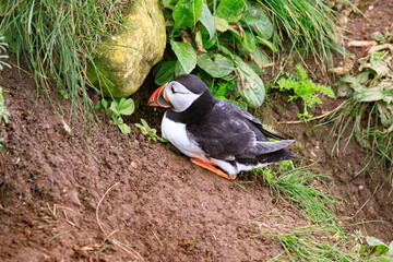 A Puffin’s Journey: Crafting a Cozy Burrow Home