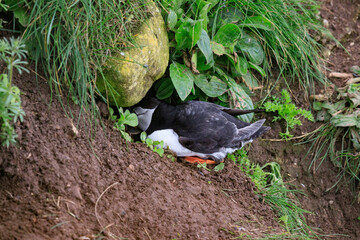 A Puffin’s Journey: Crafting a Cozy Burrow Home