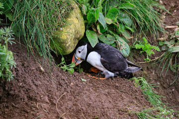 A Puffin’s Journey: Crafting a Cozy Burrow Home