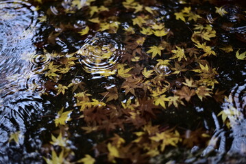 奈良県の桜井市にある談山神社の紅葉