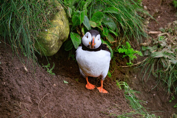 A Puffin’s Haven: Guarding the Nest Amidst Greenery