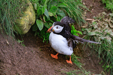 A Puffin’s Haven: Guarding the Nest Amidst Greenery