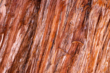Close-up on the texture of the bark of a sequoia tree in a national park.