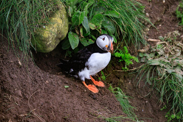 A Puffin’s Haven: Guarding the Nest Amidst Greenery