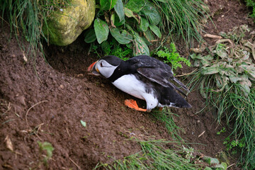 A Puffin’s Journey: Crafting a Cozy Burrow Home