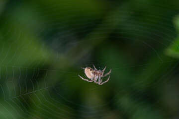 The spider web and the spider in the centre.