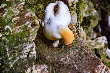 A Gannet’s Tender Moment: Nestling with Her Egg