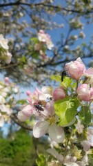 Kirschblüte Frühling