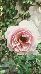 Rose Vintage Look