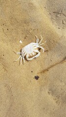 Bretagne, Normandie Frankreich, Strand