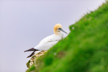 Elegant Gannet Amidst Nature’s Serenity