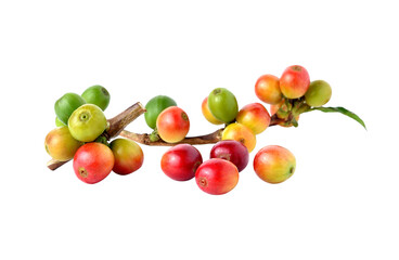 fresh coffee beans transparent png