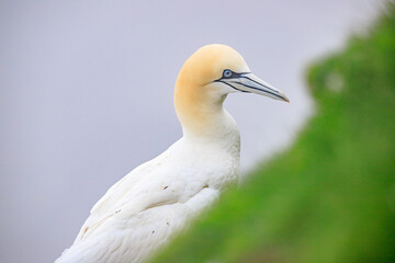 Elegant Gannet Amidst Nature’s Serenity