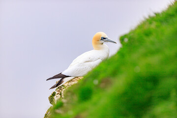 Elegant Gannet Amidst Nature’s Serenity
