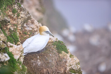 A Serene Moment: Gannet Nesting at Bempton Cliffs, York