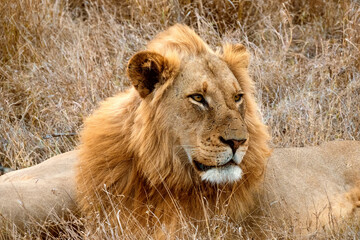 Close up of a Male Lion's Head and Mane in South Africa