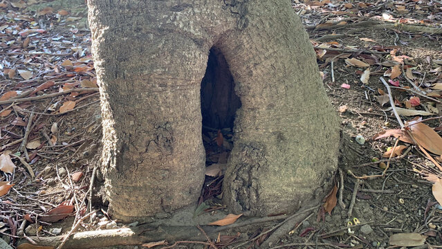 木の幹にあいた穴