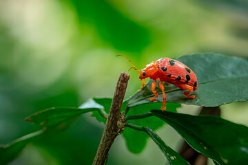 Crioceris duodecimpunctata crawling on a plant