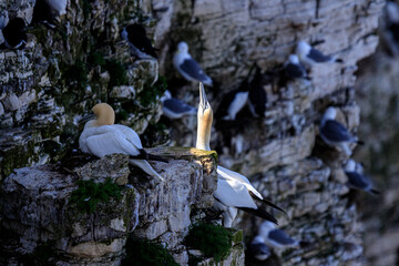 Eternal Bonds: Gannet Couple’s Affection Amidst Bempton Cliffs