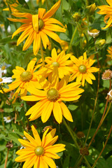 Gloriosa Daisy Irish Eyes flowers