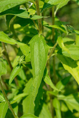 White coneflower Alba leaf